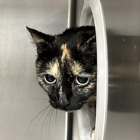 Zelda, one of the available Kitties for Hire