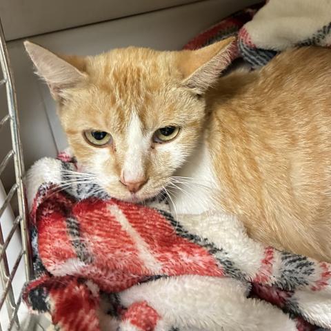 Fable, one of the available Kitties for Hire!
