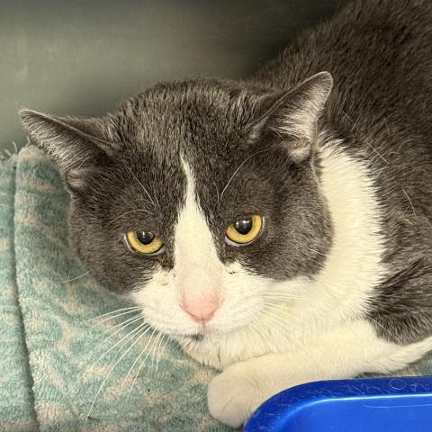 Tumbleweed, one of the available Kitties for Hire