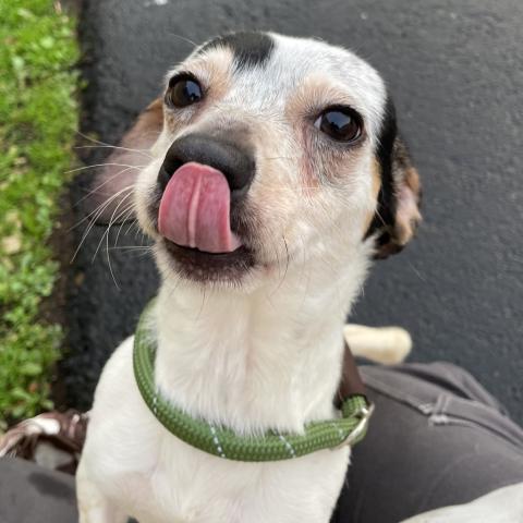 Photo for 100191 [Oscar]