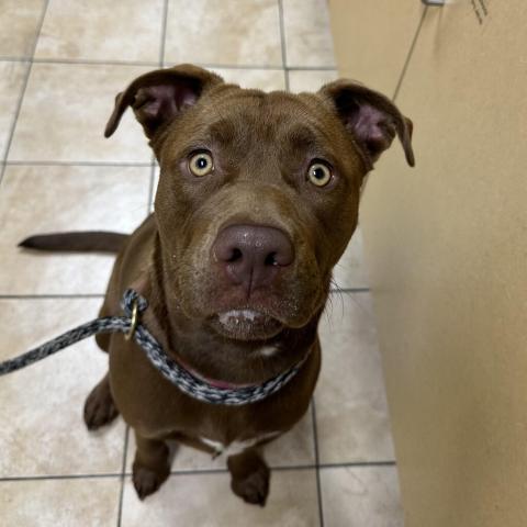 Photo for 101848 [Hazel]