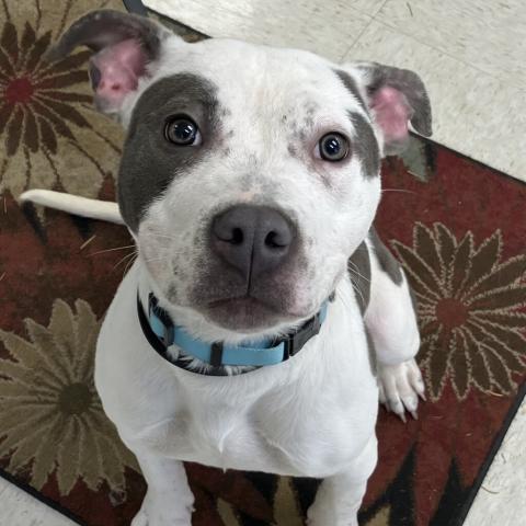 Photo for 102576 [Candy Cane]