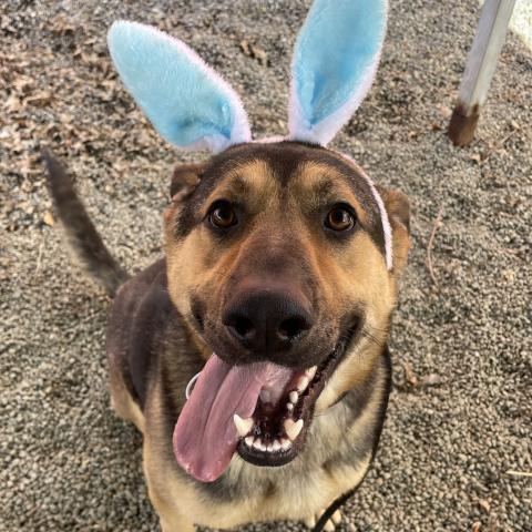 Photo for 106855 [Tractor]