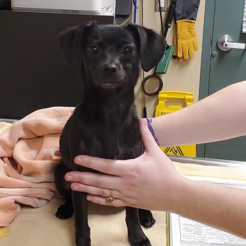 Photo for 107543 [Velvet]