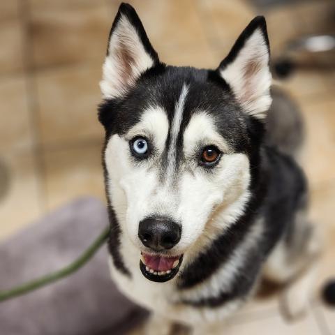 Photo for 108237 [Shamrock]