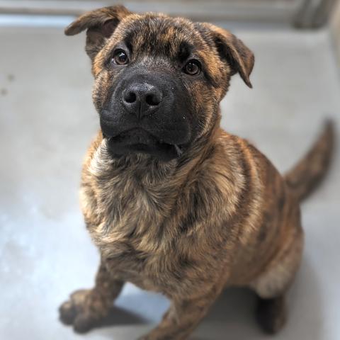 Photo for 108297 [Rose]