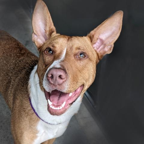 Photo for 110680 [Olive]