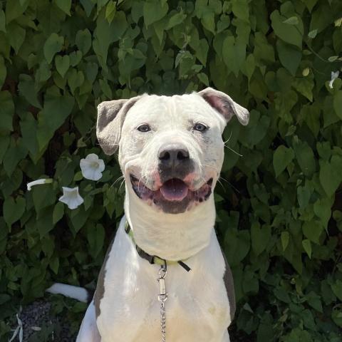 Photo for 110769 [Bogey]