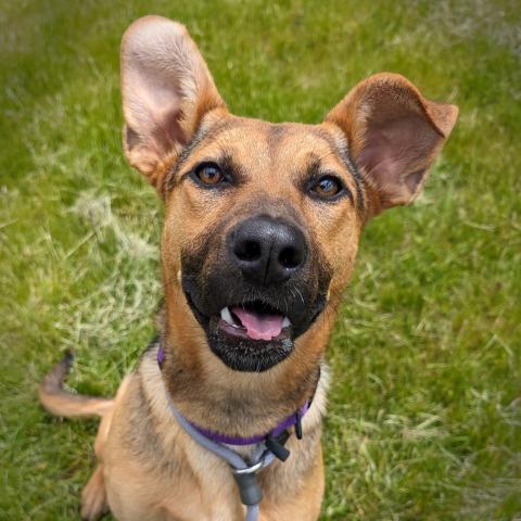 Photo for 113403 [Fern]