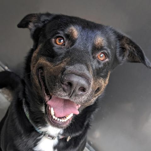 Photo for 117402 [Flint]