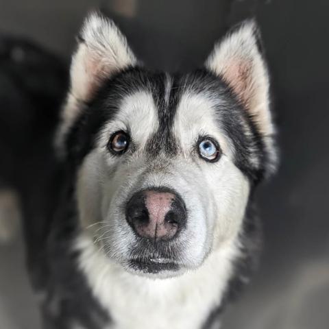 Photo for 117653 [Gobstopper]