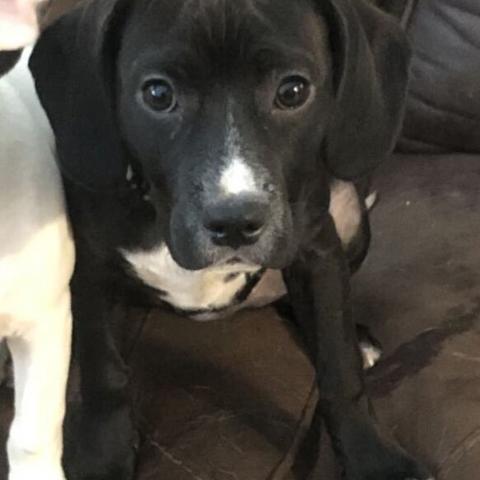 Photo for 117709 [Blaze]