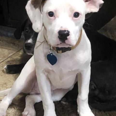 Photo for 117710 [Charlie]