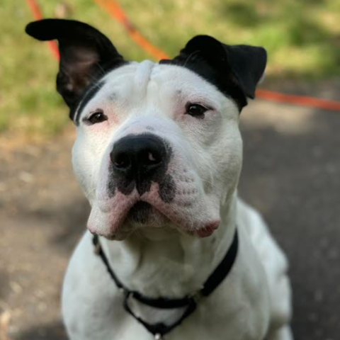 Photo for 120432 [Zavier]