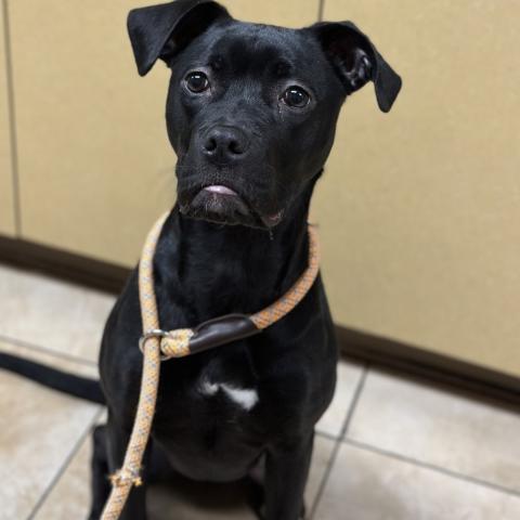 Photo for 130839 [Joan Jett]