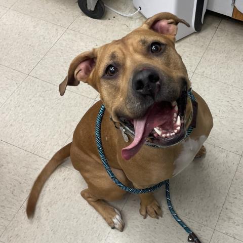 Photo for 131532 [Bug (aka Lovebug)]