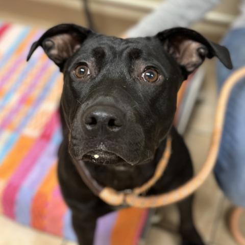 Photo for 131824 [Poppy]