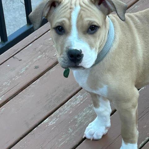 Photo for 133289 [Gizmo]