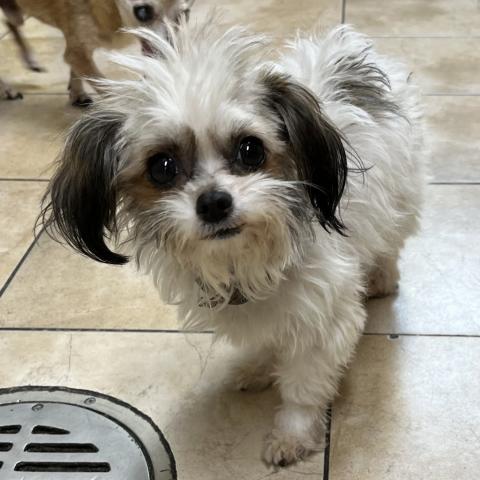 Photo for 133389 [Honey]