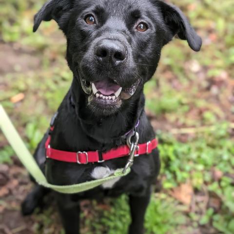 Photo for 134819 [Duke]