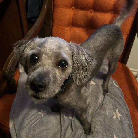 Photo for 135109 [Buster]