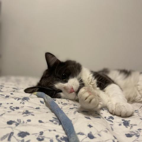 Photo for 136464 [Chapu]