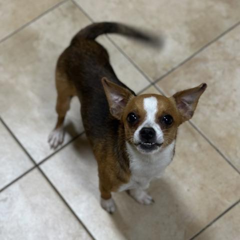 Photo for 137172 [Poncheta]