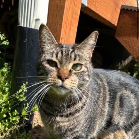 Photo for 141131 [Padfoot “Paddy”]