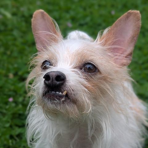 Photo for 141270 [Biscuit]