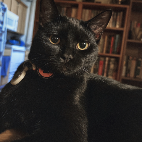 Photo for 141740 [PENNY DREADFUL]