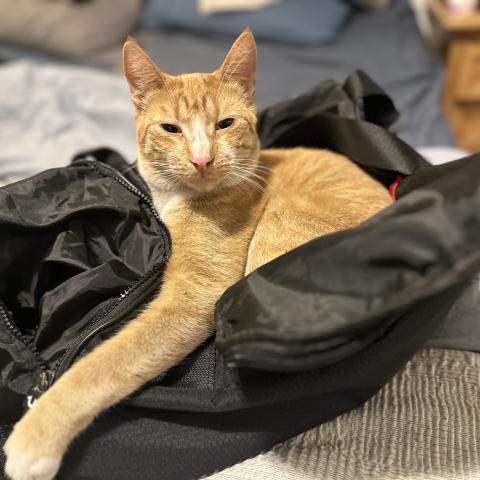 Photo for 141849 [Henry ]