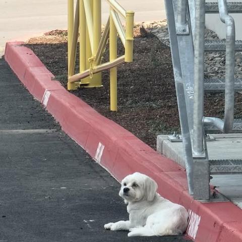 Photo for 142038 [Milo]