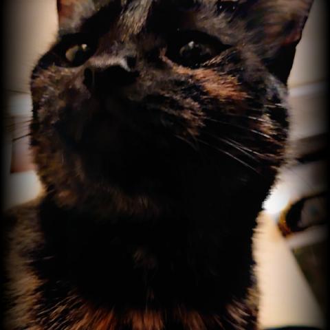 Photo for 142131 [PuppyCat]