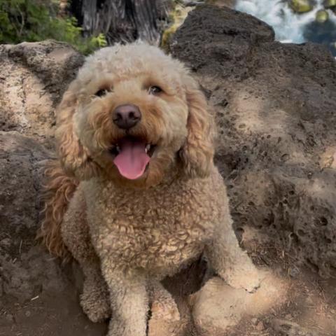 Photo for 142377 [Penny]