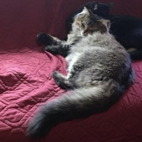 Photo for 142598 [Stripey ]