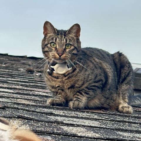 Photo for 142742 [Lily (Gremlin)]