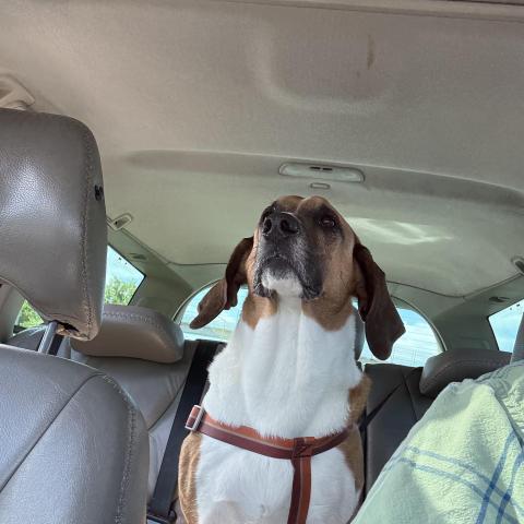 Photo for 142801 [Rusty]