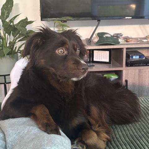 Photo for 142922 [Milo]