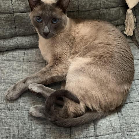 Photo for 142954 [Pierogi]