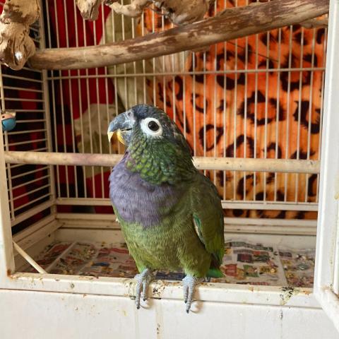 Photo for 142966 [Bam Bam]