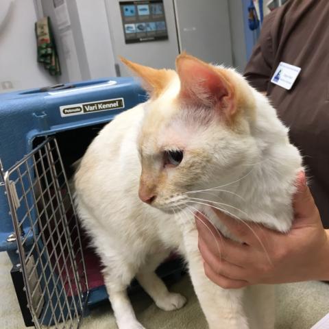 Photo for 143027 [Iggy]