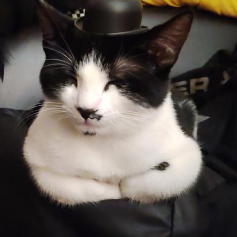 Photo for 143072 [Charlie]