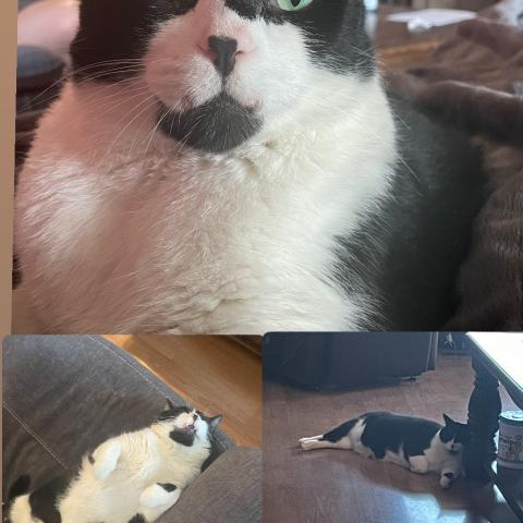 Photo for 143088 [Cow]