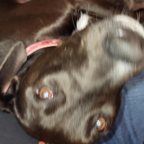 Photo for 143305 [Carnella ]