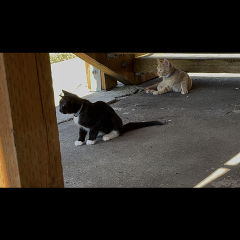 Photo for 143360 [Socks]