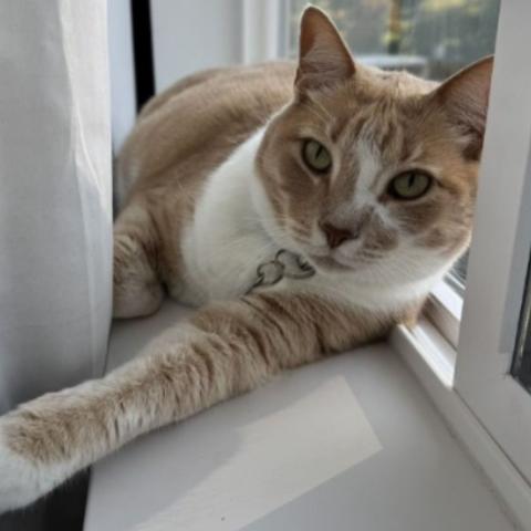 Photo for 143380 [Chai]