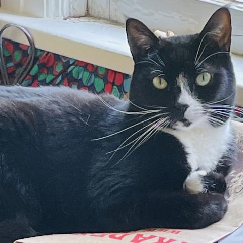 Photo for 143418 [Kitcat]