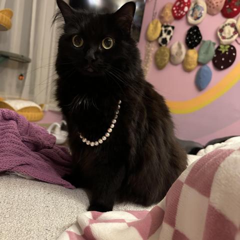 Photo for 143420 [Starshine]