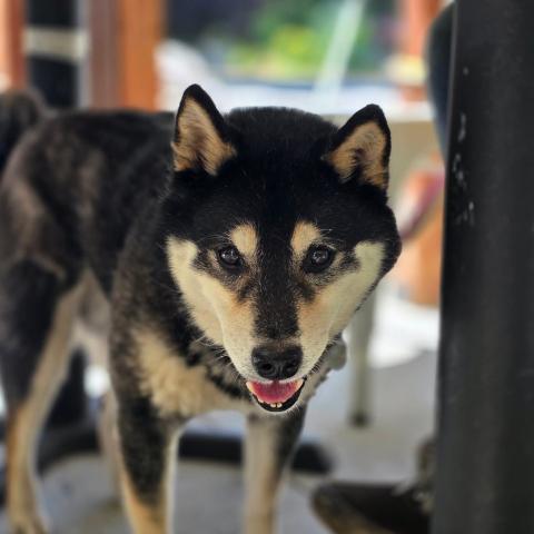 Photo for 143488 [Tanuki ]