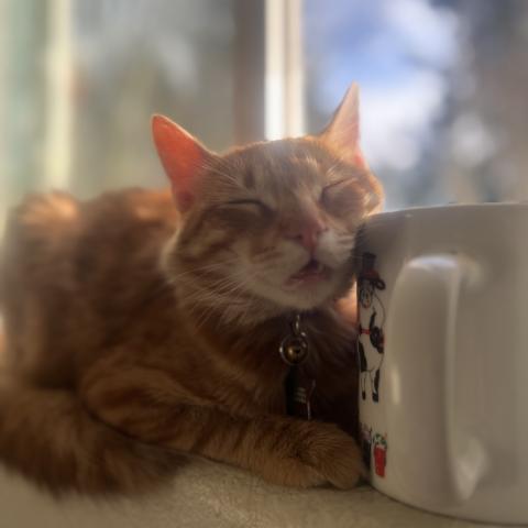 Photo for 143548 [Bellatrix]